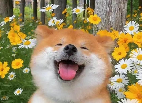 博牛配资 柴犬为何圈粉无数？养一只就懂，9大优点让人不想换狗！