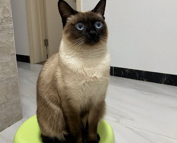 金牛在线 别乱选猫啦！这5种好养又专一，网友：找对了！